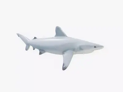 Shark rigging animation PBR Low-poly 3D model