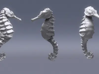 Seahorse 3D model 5