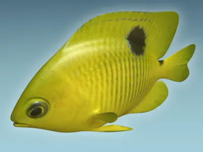 Yellow Fish 3D model