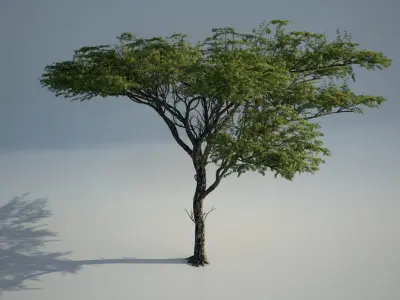 Acacia_01 3D model