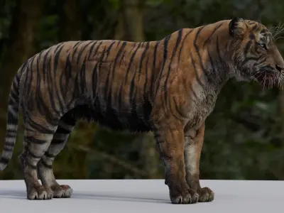  Tiger 