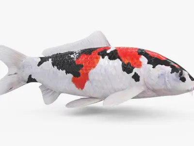 3D Koi fish 5 Animated 3D model