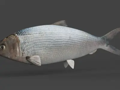 Milkfish fish 3D model