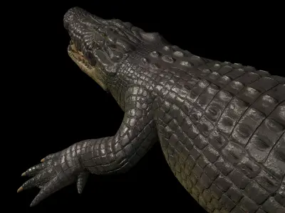 High-Quality Crocodile 3D Model Low Poly  4K PBR Maps Low-poly 3D model