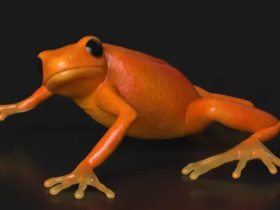 Realistic Tropical Mantella Frog Rigged for Cinema 4D 3D model