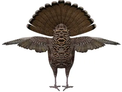 Turkey Bird 3D model