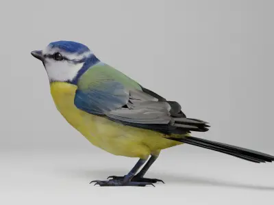  BlueTit 