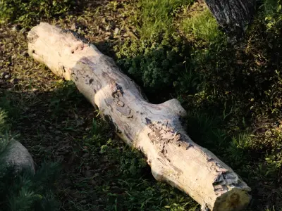  Medium Bare Conifer Log Model 