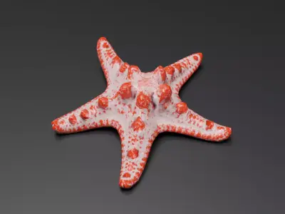 Starfish Low-poly 3D model