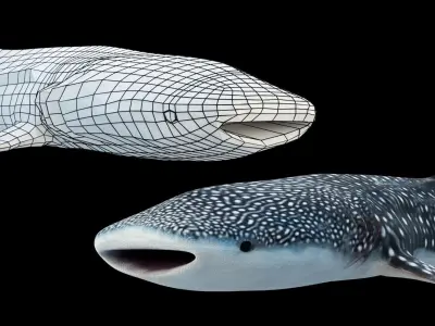 Animated Whale Shark Low-poly 3D model