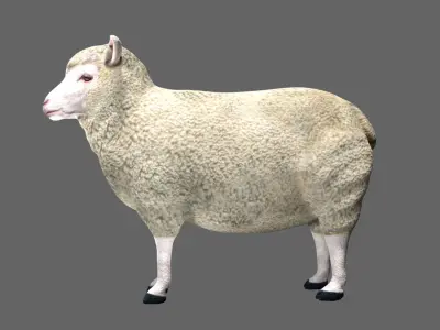 Sheep Low-poly 3D model