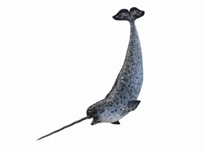 Narwhal Animated 3D model