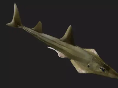Skate Low-poly 3D model order
