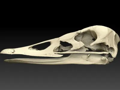 Duck Skull Scan 3D model 3D model