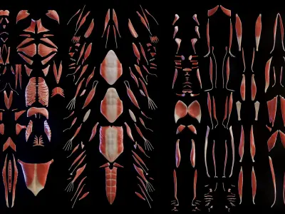 Female Muscular and Skeletal Systems 3D model