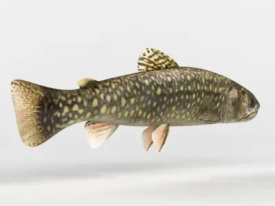 Trout Fish 3D model