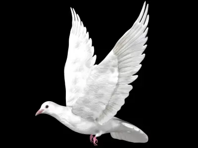 Dove white pigeon Low-poly 3D model