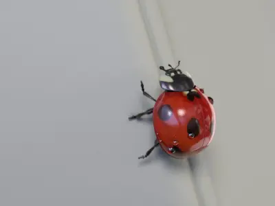 Ladybug (Animated) (V-Ray Fur) 3D model