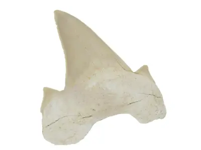 Realistic - Shark Tooth Low-poly 3D model