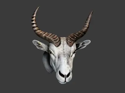 Deer Animal Head Low-poly 3D model 11