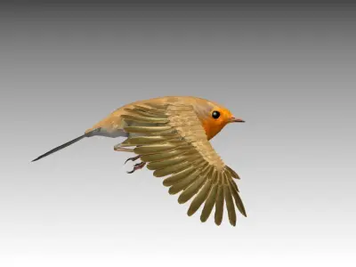 Robin Low-poly 3D model