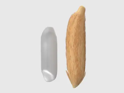 Rice grain dry and raw  Low-poly 3D model
