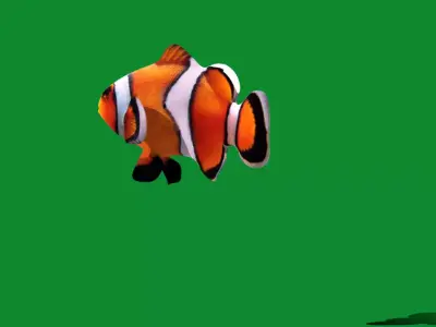 Clownfish Nemo Free low-poly 3D model