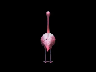 Flamingos On The Sea Beach 3d Render 3D model