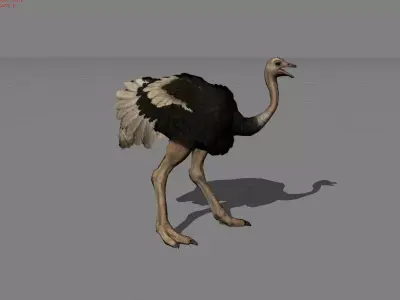 Ostrich Animal Low-poly 3D model
