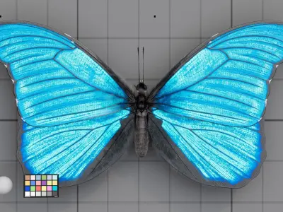 The Blue Morpho butterfly  3D model