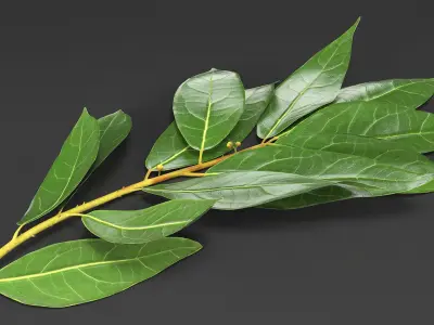 Laurus Nobilis Stem 3D model