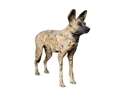 African wild dog Low-poly 3D model purchase