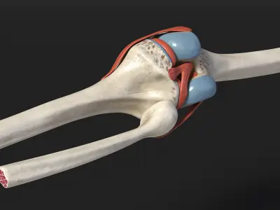  Knee Joint Model Unbent State 