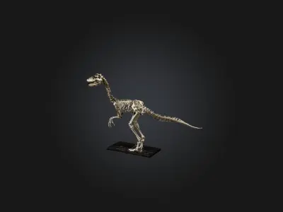 Realistic Velociraptor Skeleton Model Low-poly 3D model