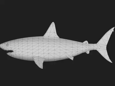 Shark Low-poly 3D model 29