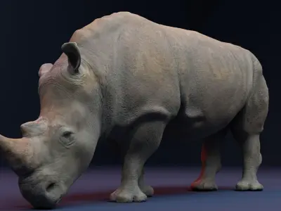 Rhino 3D Animation Model  3D model