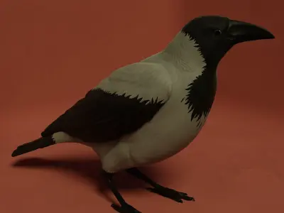 Standing crow 3D model