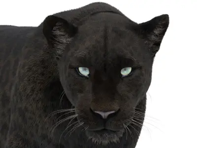 Animated Black Panther 3D Model with Fur 3D model