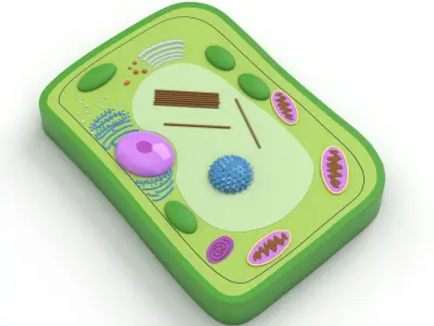 Plant Cell 3D model