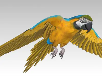 Blue and Yellow Macaw Low-poly 3D model