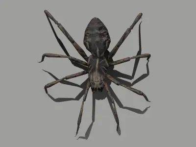 Spider Low-poly 3D model get