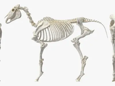 Horse Skeleton 3D model shop