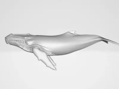 Whale 1 3D model