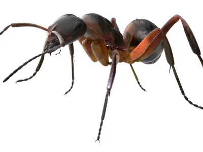 red Ant Bug 3D 3D model