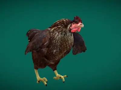 Marans Black Chicken 3D model