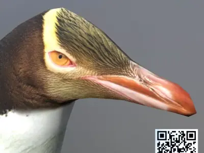 Yellow eyes penguin Low-poly 3D model