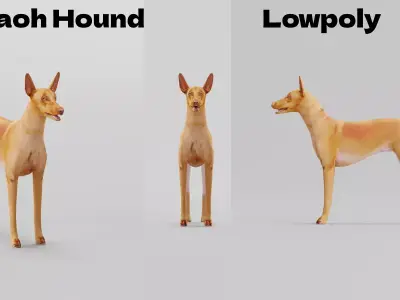 Pharaoh Hound Dog Free 3D model