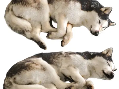 Dog - Husky 3D model