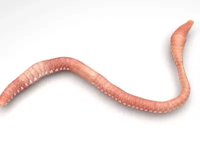 Earthworm 3D model 3