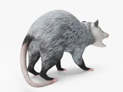  Opossum in Attacking Pose 